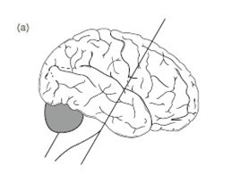 1184_Anatomy of learning.png